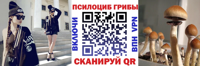 Псилоцибиновые грибы Cubensis  сколько стоит  Покровск 